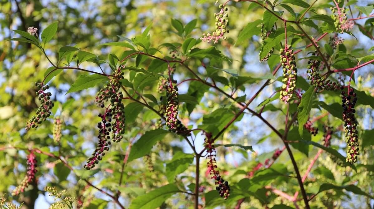 Kermesbeere Frucht